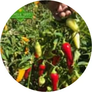 Santa Fe Grande pepper