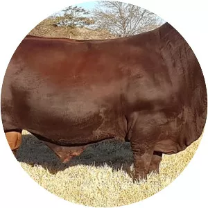 Santa Gertrudis cattle