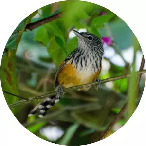 Santa Marta antbird