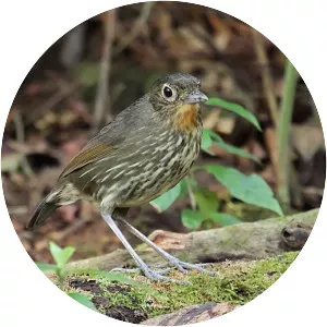 Santa Marta antpitta