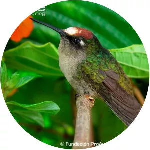 Santa Marta blossomcrown - 