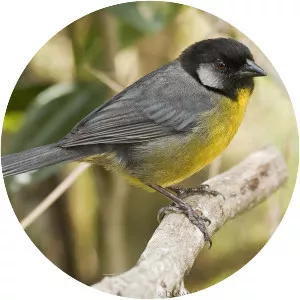 Santa Marta brush finch