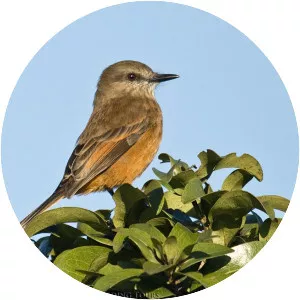 Santa Marta bush tyrant - Bird