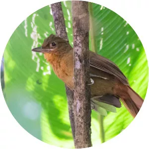 Santa Marta foliage-gleaner - Bird