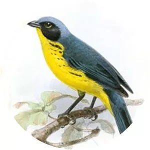 Santa Marta mountain tanager