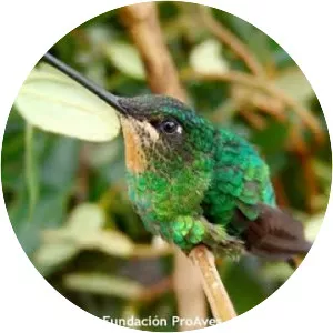 Santa Marta sabrewing