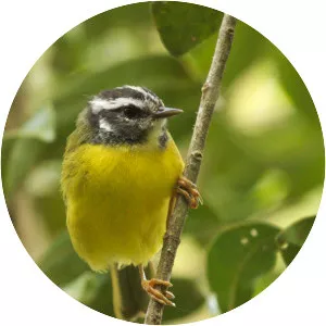 Santa Marta warbler - Bird