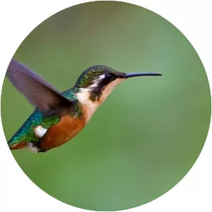 Santa Marta woodstar - Bird