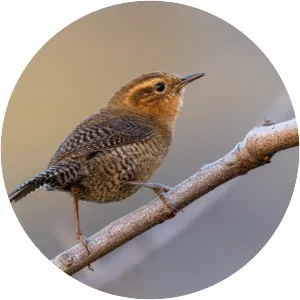 Santa Marta wren - Bird