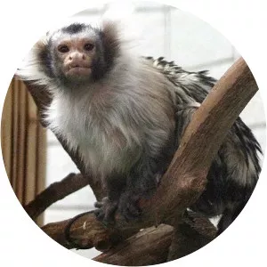 Santarem marmoset