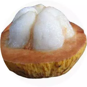 Santol