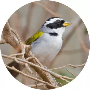 São Francisco sparrow - Bird