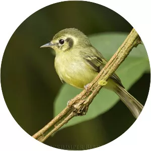 São Paulo tyrannulet