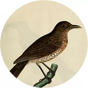 São Tomé thrush - Bird
