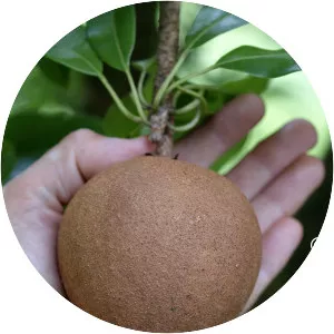 Sapodilla - Plants