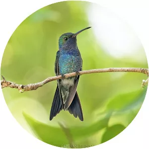Sapphire-bellied hummingbird