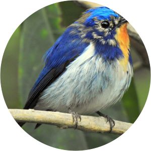 Sapphire flycatcher