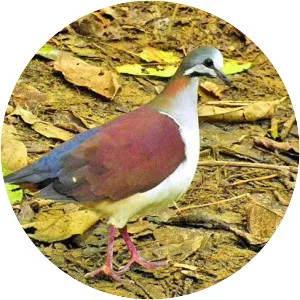 Sapphire quail-dove