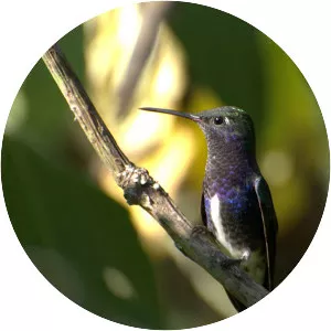 Sapphire-spangled emerald