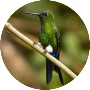Sapphire-vented puffleg