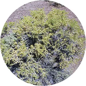 Sarcobataceae - Plants