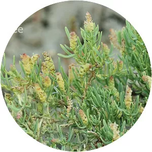Sarcobatus - Plants