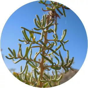 Sarcobatus vermiculatus - Plants