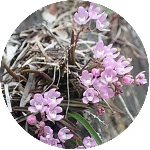 Sarcochilus ceciliae photograph