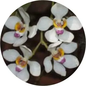 Sarcochilus falcatus