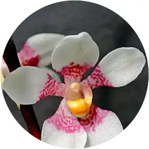 Sarcochilus fitzgeraldii