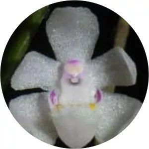 Sarcochilus hillii