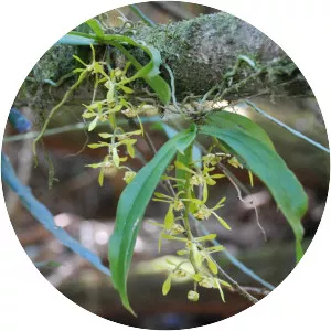 Sarcochilus parviflorus