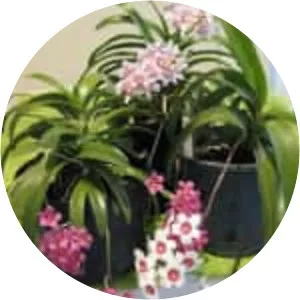 Sarcochilus - Plants