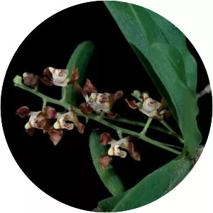 Sarcochilus serrulatus