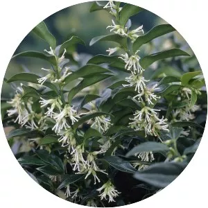 Sarcococca - Plants