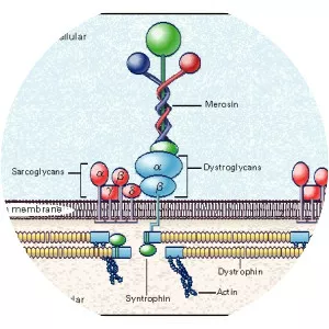 Sarcoglycan