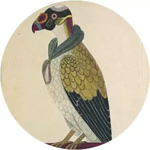 Sarcoramphus sacra