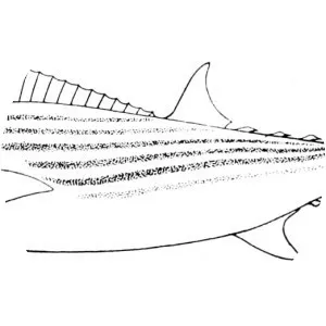 Sarda chiliensis chiliensis