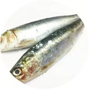 Sardine - Fish