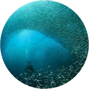 Sardine run - Phenomenon