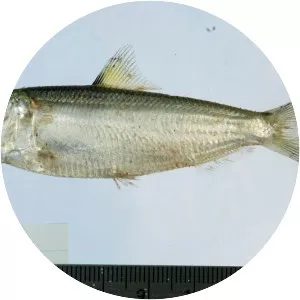 Sardinella albella