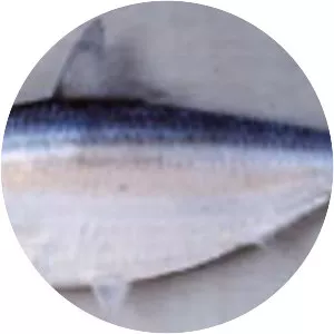 Sardinella brachysoma