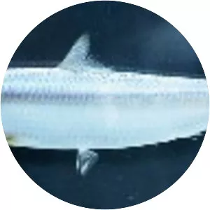 Sardinella brasiliensis