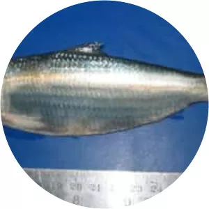 Sardinella fimbriata - Fish
