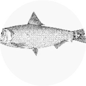 Sardinella jussieu - Fish