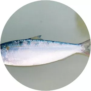 Sardinella