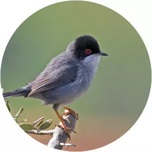 Sardinian warbler - Birds