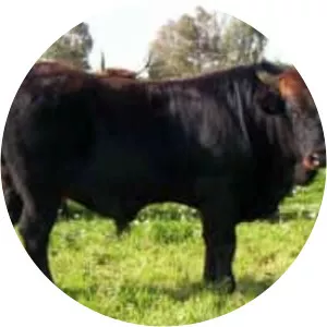 Sardo Modicana - Cattle breed