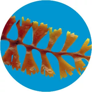 Sargassum horneri