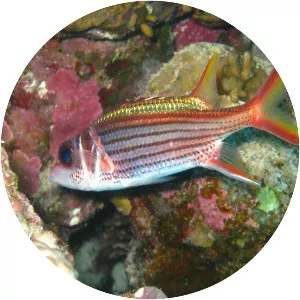 Sargocentron rubrum